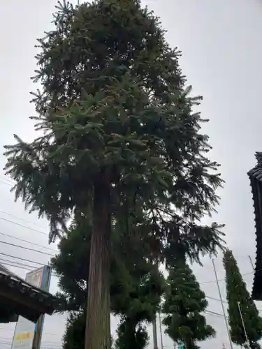 気多神社の自然
