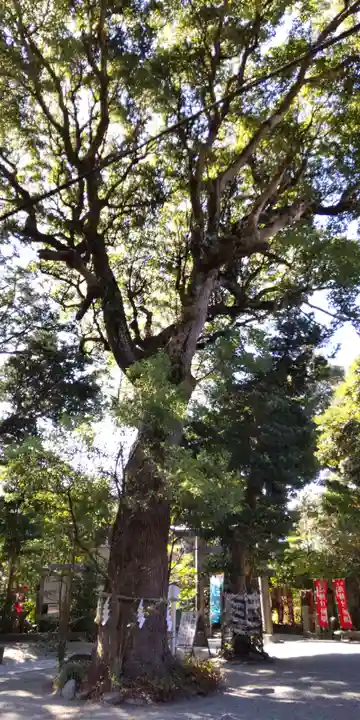 八雲神社(鎌倉・大町)の自然