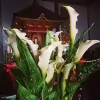 壽徳寺 じゅとくじの自然