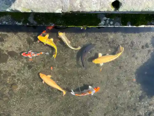 出水神社の動物