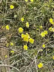 櫻井子安神社の自然