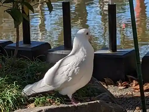 旗上弁財天社の動物