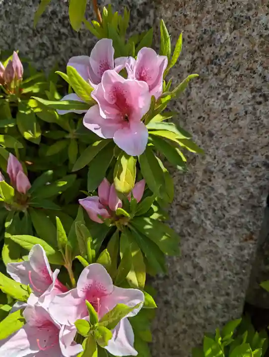 六孫王神社(京都府)