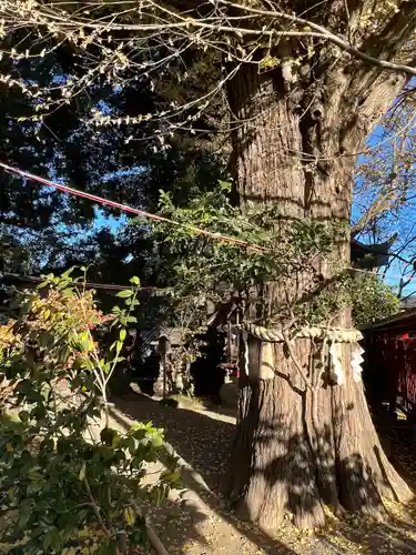 秩父神社(埼玉県)