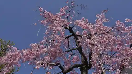 安樂寺天満宮の自然