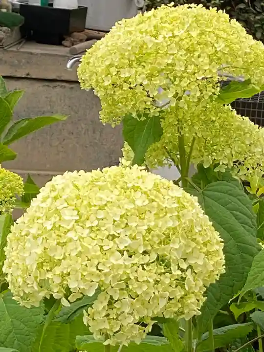 埼玉厄除け開運大師・龍泉寺(切り絵御朱印発祥の寺)の自然