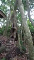 神社(名称不明)の自然