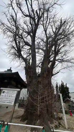 光福寺(徳島県)