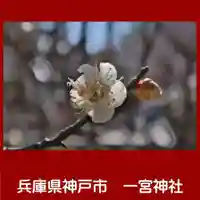 一宮神社の自然