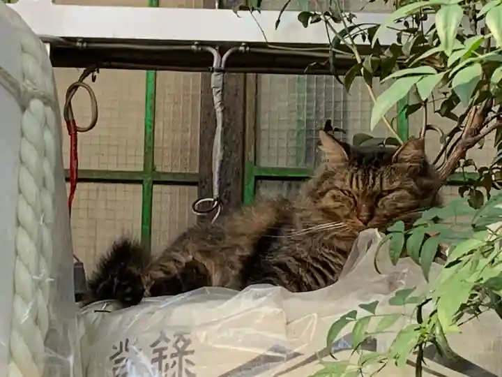 尼崎えびす神社の動物