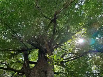 國吉神社(千葉県)