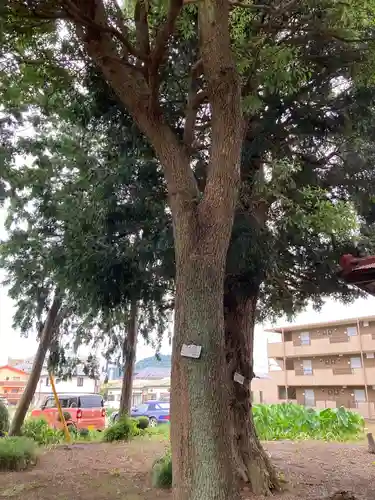 八坂神社の自然