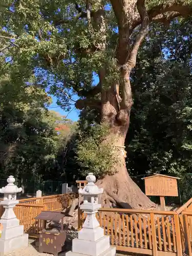 和泉國一之宮　大鳥大社の自然