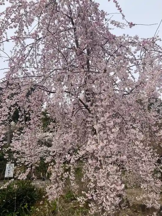法金剛院(京都府)