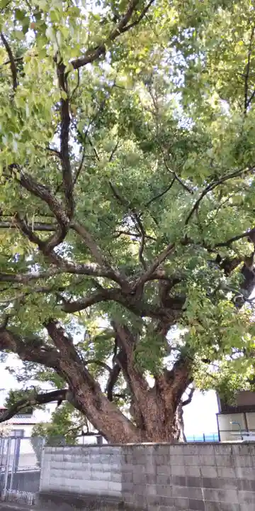 堤根神社(大阪府)