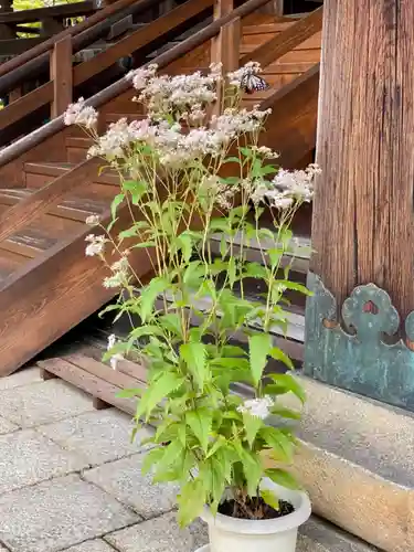 真正極楽寺（真如堂）の自然