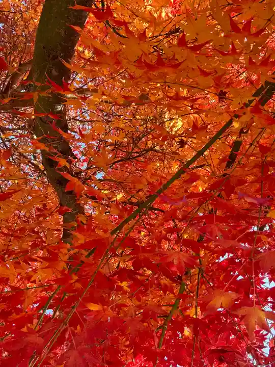 京都乃木神社の自然
