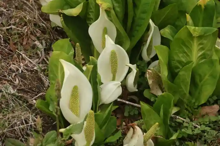 鹿島大神宮の自然