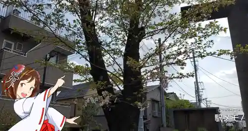 上小松天祖神社の自然