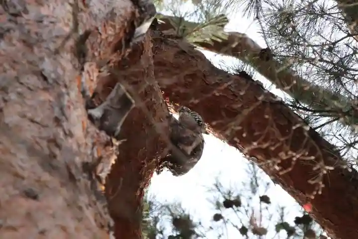 開成山大神宮の自然