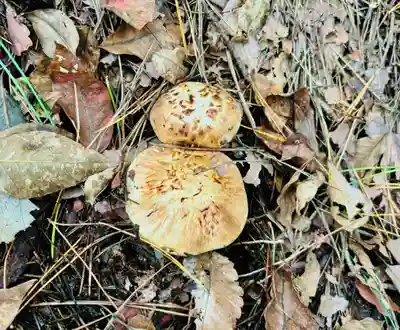 蚊里田八幡宮(長野県)