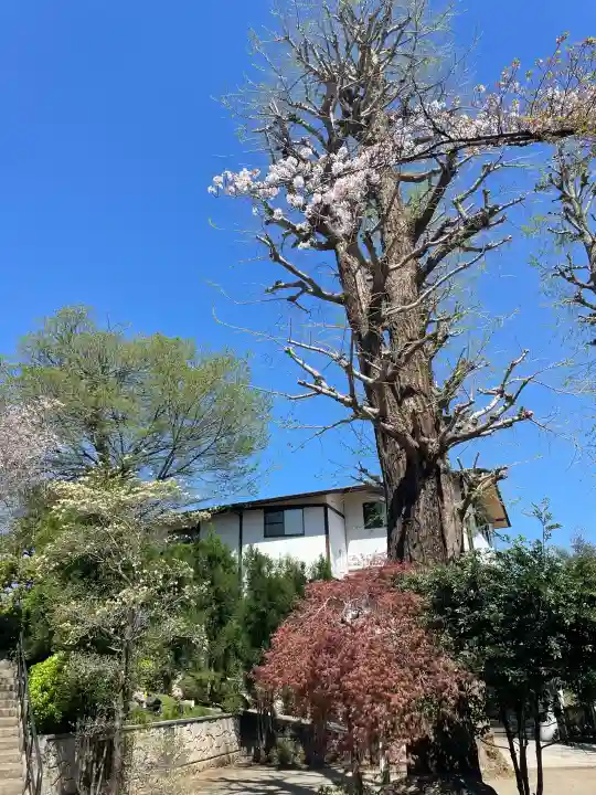 本立寺の{uncategorized: "未分類", other: "その他", undefined: "問題あり", building: "その他建物", grave: "お墓", sacred_gate: "鳥居", guardian: "狛犬", statue: "像", buddha: "仏像", history: "歴史", nature: "自然", garden: "庭園", animal: "動物", pagoda: "塔", temizu: "手水舎", mountain_gate: "山門・神門", sanctuary: "本殿・本堂", subordinate: "末社・摂社", art: "芸術", scenery: "景色", jizo: "地蔵", ema: "絵馬", goshuin: "御朱印", omikuji: "おみくじ", items: "授与品その他", amulet: "お守り", goshuincho: "御朱印帳", eats: "食事", festival: "お祭り", votive_dance: "神楽", shichigosan: "七五三参", wedding: "結婚式", experience: "体験その他", initially: "初詣", around: "周辺", anti_infection: "感染症対策"}