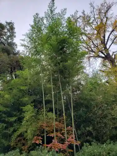 豊玉氷川神社の自然
