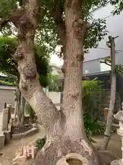 田邊山神社遥拝所の自然