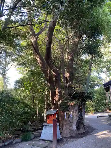 津八幡宮の自然