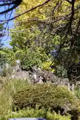 鳩森八幡神社の自然