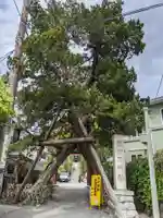 荏柄天神社の自然