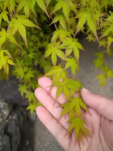 晴明神社の自然
