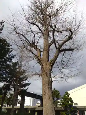福井神社(福井県)