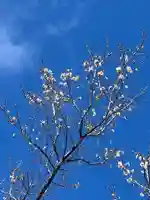 国宝 大法寺の自然