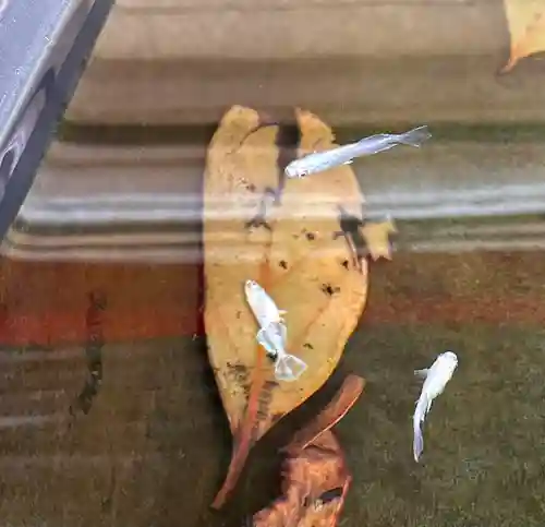 観音寺(福岡県)