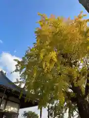 法話と天井絵の寺　観音寺の自然