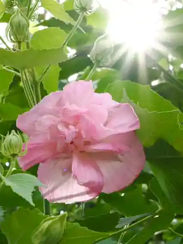 亀戸天神社(東京都)