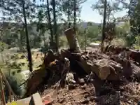 大山祇神社の自然