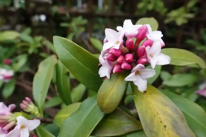 宇治上神社の自然