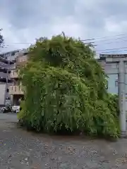 氷川神社の自然