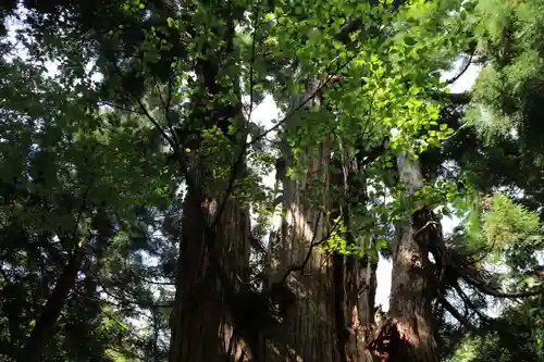 磐椅神社の自然