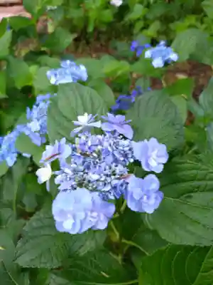 本郷氷川神社(東京都)