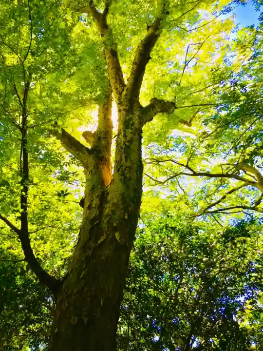 神崎神社の自然