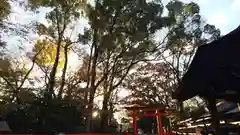 河合神社（鴨川合坐小社宅神社）の自然