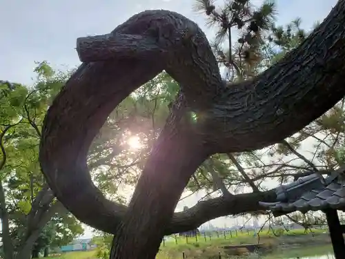 山之上住吉神社の自然