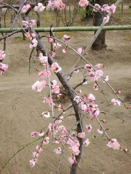 白幡天神社(千葉県)