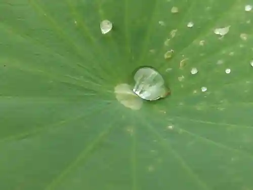 大安禅寺(福井県)