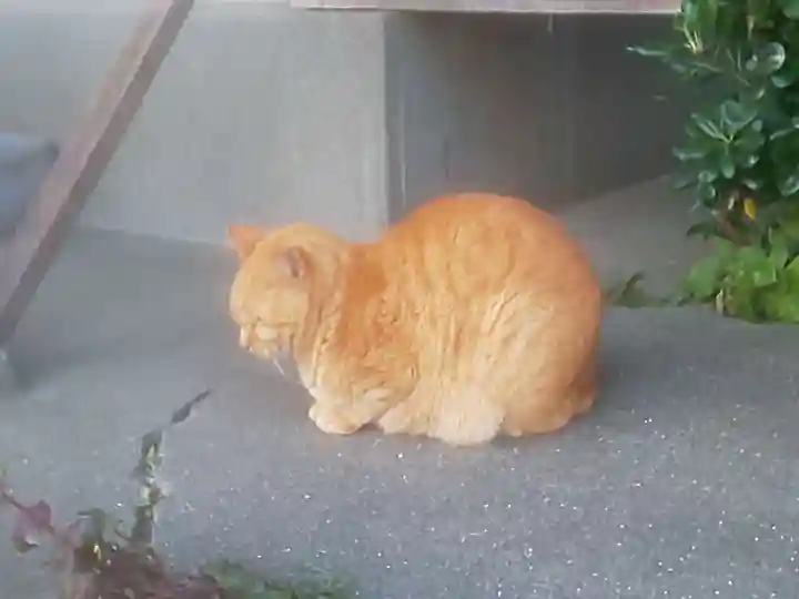 聖天神社(聖天上人像社)の動物