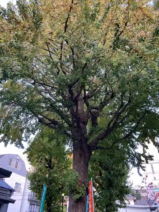 矢先稲荷神社の自然