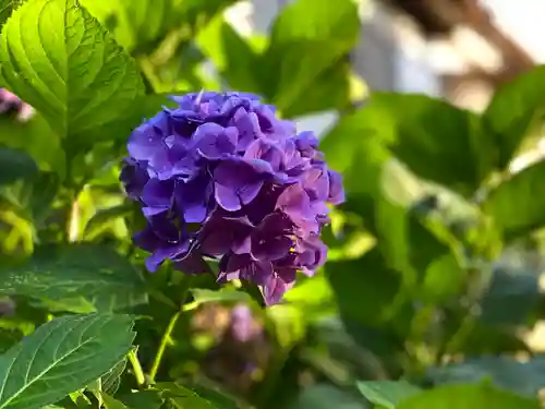 山家神社の自然